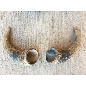 Cornes de boeuf naturelles HornHeritage avec murs épais Paire de cornes de vache en poudre noire décoratives pour les projets d'affichage et d'artisanat rustiques - Product Image 5