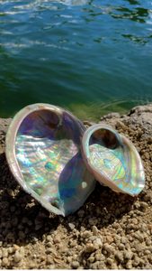 Conchas de abulón pulidas de alta calidad Belleza natural, disponible a granel - Product Image 5