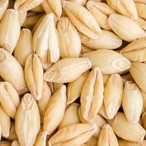 <b>Barley</b> Malt for Beer Production for Sale--**- - Product Image 6