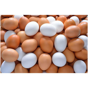 Œufs de poule blancs de qualité supérieure, œufs de ferme, soigneusement emballés pour la fraîcheur et la sécurité. - Product Image 3