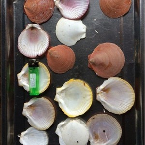 เปลือกทะเลดิบจากเวียดนามสำหรับตกแต่งในรูปสวยงามเป็นกลุ่ม // Ms. Beatrix - Product Image 5