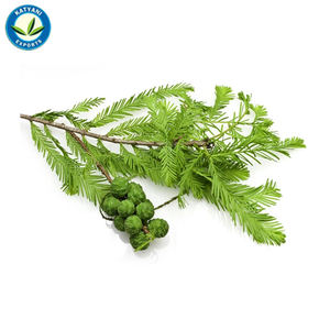 Ot-Ell Lant Xtract atatural ypress ssential Il herherapeutic ade Rade ypress Il uy ROM Ndian upplier - Product Image 5