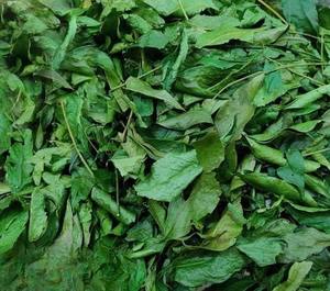 Hojas Secas de Mac Mat Clausena indica, Disponibles al por Mayor, Secado en Caliente, Liofilizadas, Hierba Vietnamita Natural - Product Image 2