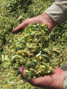 Silage de Maíz (Maíz) Alimento para Animales Rico en Proteínas y Calcio para Vacas, Caballos, Búfalos, Cerdos, Peces, Perros - Grado Superior - Product Image 2