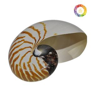 Nautilus Shell decorativo, Nautilus Shell Beach Decor, Nautilus Shell pulido para diseño de interiores y joyería - Product Image 1
