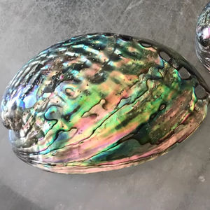 Concha de abulón natural de Vietnam, impresionante concha de abulón, suministro decorativo a granel, oferta superior, oferta de exportación Premium Ocean Shine - Product Image 1