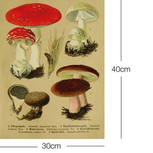 Vintage Educational Fly Agaric Art Print Paper <b>Poster</b> for Wall Decor with Black <b>Frame</b> - Product Image 2