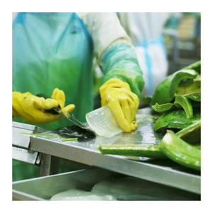 Dés d'aloe vera doux et moelleux avec arôme frais-Dés d'aloe vera du Vietnam pour l'exportation en vrac et les producteurs de boissons - Product Image 2