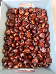 Castañas crudas disponibles a precios bajos al por mayor, ideales para distribuidores y proveedores de alimentos orgánicos en venta - Product Image 6