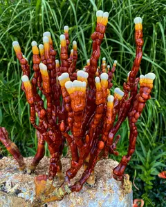 Corno di cervo in polvere funghi reishi da fresco raro alto valore nutrizionale cervo a forma di corno ganoderma lucidum