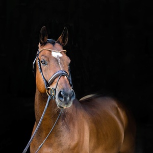 Bride anatomique Vente en gros Bride en cuir de cheval de haute qualité Bride en cuir de cheval Prix de gros - Product Image 3