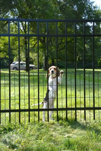Barrière de sécurité temporaire en acier revêtu, anti-escalade, panneau de clôture galvanisé, hauteur de 3 pieds, pour la protection extérieure résidentielle - Product Image 3