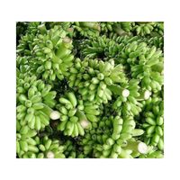Premium Cavendish Banaan-Verse Groene Banaan-Verse Groenten En Fruit Uit Vietnam Met De Beste Prijs