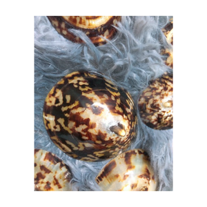 BUENA CALIDAD Venta al por mayor Limpet Shells para decoración-100% Natural SEASHELL de Vietnam con oferta competitiva a granel - Product Image 1