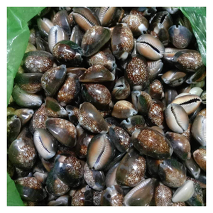 Regalo de cauri de concha negra natural, cauri de concha marina natural para Ocean Vibes Spotted Eco-Friendly Shell Craft para decoración sostenible - Product Image 4