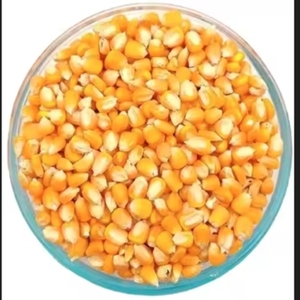Maïs jaune séché biologique non glutineux de Lamphun Thaïlande, longue durée de conservation, pour l'alimentation humaine et animale, en sacs d'emballage, prix de vente - Product Image 6