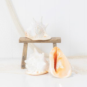 Cassis Cornuta หมวกกันน็อคหอยสังข์ขนาดใหญ่,เปลือกหอยใหญ่สำหรับตกแต่งบ้านและสะสม - Product Image 1