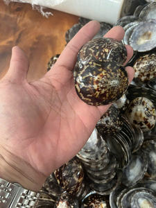 Coquille de limpet solide de forme naturelle pour la décoration artisanale et les projets de design créatif, adaptée aux commandes en gros - Product Image 4