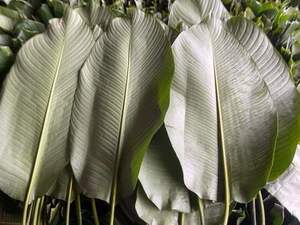 อาหารห่อใบไม้ทองเป็นมิตรกับสิ่งแวดล้อมและราคาถูกจากเวียดนาม - Product Image 3