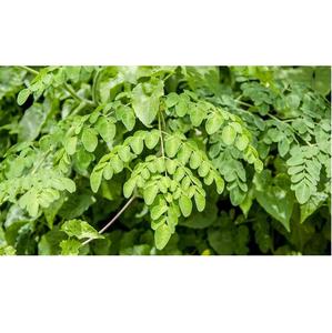 Herbes de Moringa Olivera biologiques de la meilleure qualité pour les compléments alimentaires, les applications alimentaires et les formulations de soins de la peau, disponibles en promotion - Product Image 4