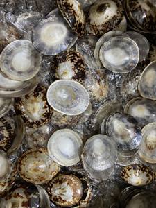 Coquilles de patelle Coquilles naturelles décoratives polies pour bijoux d'art ou artisanat océanique Fourniture en gros - Product Image 3