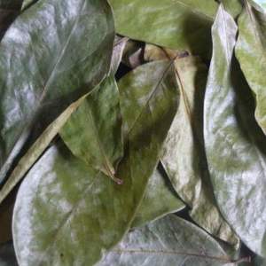 Feuilles de corossol entières vertes naturelles séchées biologiques pures de qualité supérieure pour tisane - Product Image 4