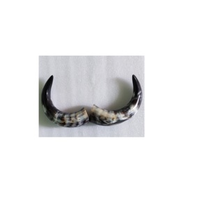 Búfalo par cuerno único negro cuerno largo tamaño personalizado y precio barato con par de cuerno de tamaño mediano - Product Image 6