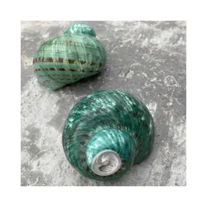 Coquille de mer de crabe d'ermite de grande taille-trou d'ouverture vert nacre JADE TURBO Coquille de mer crabe d'ermite/coquille de conque verte de 99GD