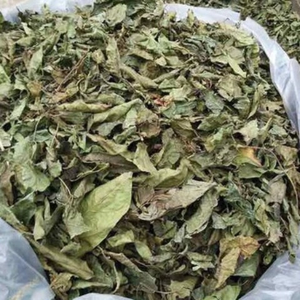 Factory Supply Dried Celastrus hindsii Leaf for <b>tea</b> Dried Black Celastrus hindsii Leaf Vietnam - Product Image 4