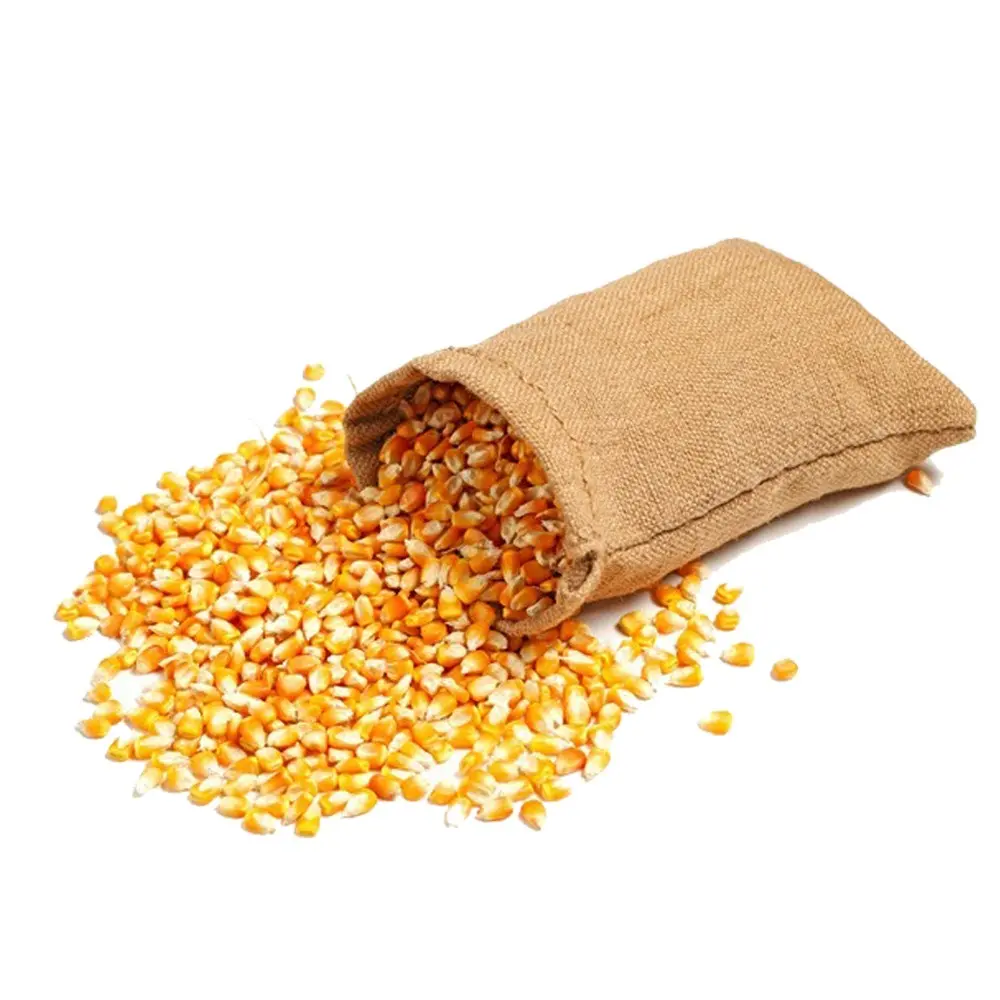 Top Quality Yellow Corn Available at Wholesale Prices Best Selling Maize Corn From India For Export Sale Animal Feed