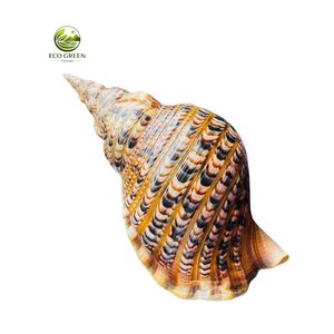 เปลือกหอยทริทอนธรรมชาติหายากขายส่ง ขนาดใหญ่ 28-42 ซม. หอยชารอนีอา ทริทอนิส สำหรับสะสมและตกแต่งบ้าน - Product Image 3