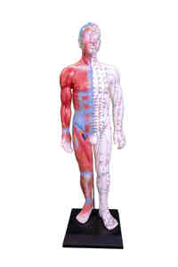 Acupuntura e Músculo Modelo 55CM Masculino para Escola Médica Ensino Formação Modelo Anatômico - Product Image 2