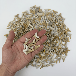 Fossiles de dents de requin naturelles marocaines de qualité B |   Spécimens de paléontologie en vrac de catégorie B pour kits de fouilles STEM - Product Image 4