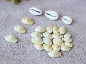 เปลือกหอยธรรมชาติมีหลายขนาดมีรูสําหรับนักออกแบบเครื่องประดับ - Product Image 5