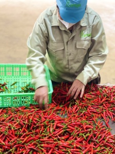 Premium Vietnam Bird Eye Chili Fresh Spicy Red Pepper Farm Exportación directa y al por mayor - Product Image 6