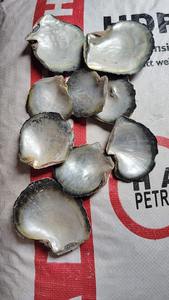 Concha de Abulón Ecológica, Madreperla para Manualidades - Product Image 3