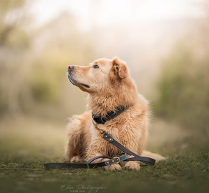 Collier de chien en cuir vert de haute qualité pour lévrier et Whippet - Product Image 2