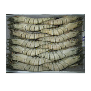 Camarones Tigre HOSO Congelados - Suministro al por Mayor de Camarones Tigre HOSO - Product Image 4