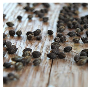 เมล็ดมะละกอตากแห้งเกรดสมุนไพรเวียดนามเหมาะสำหรับการผลิตอาหารเสริม - Product Image 1