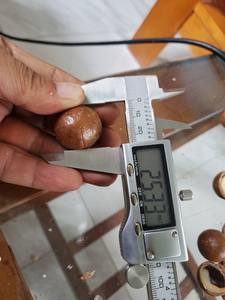 Nuez de Macadamia Vietnam Premium Nueces tostadas sin cáscara Snack natural Vietnam Origen 99 Datos de oro Mejor precio Exportación - Product Image 4