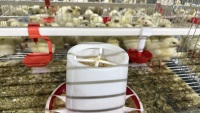 Cage d'élevage de poussins de type H, nettoyage automatique du fumier, double moteur, cage à volailles en acier galvanisé, poussins de 0 à 14 semaines