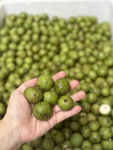 DRACONTOMELON AIGRE CONGELÉ/PROFIL DE SAVEUR TRADITIONNEL/PRÊT POUR LES MÉLANGES DE THÉ OEM COLLATIONS DE RUE ET MARQUES D'EXPORTATION À ÉTIQUETTE PROPRE - Product Image 5