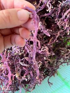 Venta caliente seamoss Jamaican seamoss tarros - Product Image 5