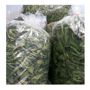 Dried Soursop Leaves For Graviola <b>Tea</b> Bags Wholesale Dried Soursop Leaves From 99 Gold Data Vietnam - Product Image 6