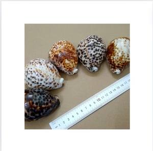 Coquillages polis de la collecte du Vietnam - Product Image 3