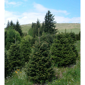 Sapin de Fraser de 9 pieds, qualité supérieure, branches pleines et luxuriantes, idéal pour les grandes décorations de fêtes - Product Image 3