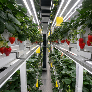 Ferme verticale hydroponique de fraises en conteneurs pour une production de fraises à haut rendement et une agriculture intelligente - Product Image 3