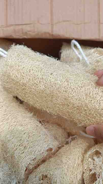 Dried Whole Loofah Luffa Material Eco-Friendly Loofah Sponge With Cheap Price