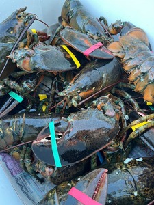 มีในสต็อกและพร้อมที่จะส่งมอบหางกุ้งก้ามกรามแช่แข็งและมีชีวิตอยู่ - Product Image 3