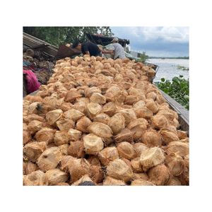 Coco Maduro Listo para Enviar, Calidad Impecable para Platos de Cocina Asiática y Componente Esencial para Mantequilla de Coco de Alta Calidad - Product Image 3